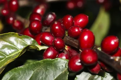 Preço do café começa a segunda-feira (26) em queda