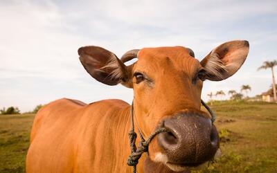Preços do Boi, Frango e Suíno nesta teça-feira (17), cotações atualizadas