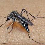 RIO GRANDE DO SUL: estado registra 81 mil casos prováveis e 21 óbitos por dengue em 2025