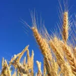 Soja começa a semana com preços em alta