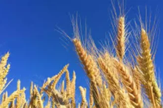 Soja começa a semana com preços em alta