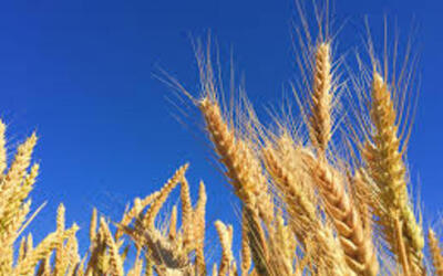 Soja e trigo em alta no Paraná