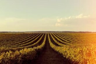 Soja e trigo registram queda de preços no Paraná e Rio Grande do Sul