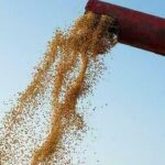 Soja sobe 0,45% no Paraná