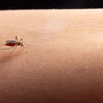 Zika e chikungunya: importância de reconhecer sintomas e buscar atendimento médico