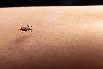 Zika e chikungunya: importância de reconhecer sintomas e buscar atendimento médico