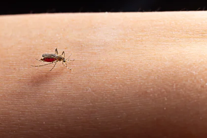 Zika e chikungunya: importância de reconhecer sintomas e buscar atendimento médico