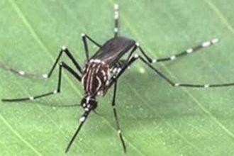 Brasil registra queda histórica nos casos de dengue em 2025, mas mantém estado de alerta