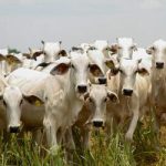 Com tarifa dos EUA, economia de Goiás pode perder quase R$ 800 milhões