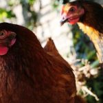 Gripe aviária: países retiram restrições de exportação à carne de aves brasileira