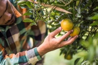 Tarifa de 50% dos EUA põe agronegócio frutícola em alerta