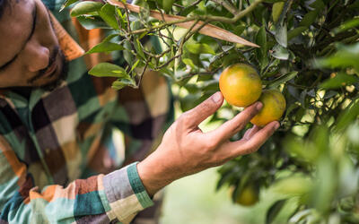 Tarifa de 50% dos EUA põe agronegócio frutícola em alerta