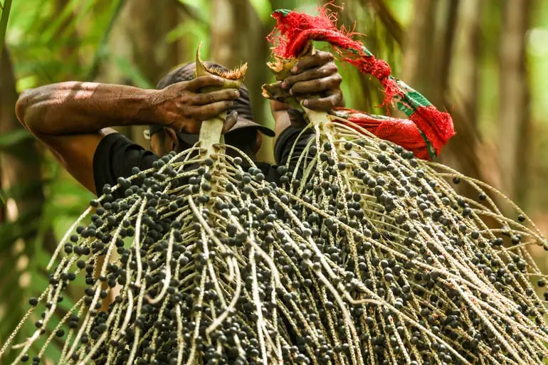 Açaí na COP30: após polêmica, OEI libera produto de fornecedores registrados; município reforça controle sanitário