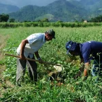 Agricultura familiar concentra 77% das propriedades rurais, mas responde por apenas 23% da produção nacional