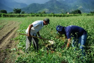 Agricultura familiar concentra 77% das propriedades rurais, mas responde por apenas 23% da produção nacional