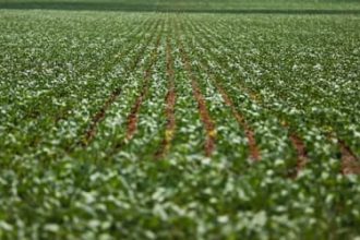 Agronegócios: Nordeste e Centro-Oeste dominam ranking dos municípios mais desenvolvidos na agropecuária