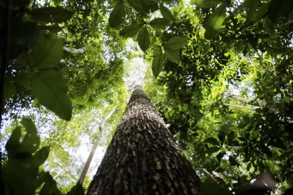 Banco da Amazônia amplia crédito verde e injeta R$ 1,7 bilhão em sustentabilidade no primeiro trimestre