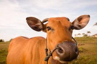 Boi gordo hoje: confira as cotações para esta sexta-feira (31) – Cópia