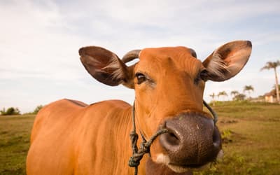 Boi gordo hoje: confira as cotações para esta terça-feira (28)