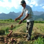 Bolsa Família: trabalhador contratado por safra poderá manter benefício social