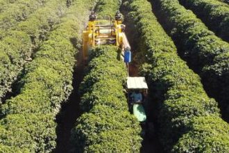 Escassez de mão de obra acelera mecanização da colheita de café