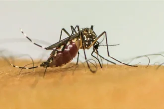 Infecções por Aedes aegypti aumentam risco de complicações no parto