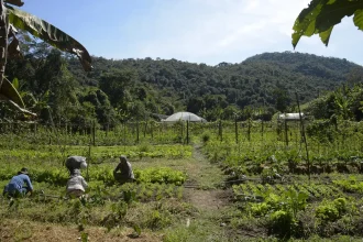 Mais de 1,4 mil municípios estão aptos às linhas de crédito para liquidar ou amortizar dívidas rurais; veja lista