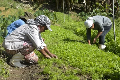 Microcrédito AgroAmigo: programa destina R$ 1 bi para produtores rurais do Norte e Centro-Oeste