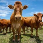 Preço do boi gordo hoje: confira as cotações para esta quarta-feira (29)