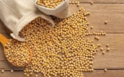 Soja e trigo: confira cotações de preço para esta segunda (27)