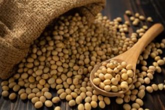 Soja e trigo hoje: confira as cotações para quinta (30)