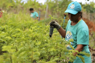 TCU aponta rombo de R$ 187,1 bi na previdência rural