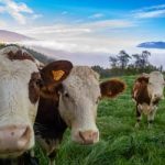 Boi gordo hoje: confira as cotações para esta quarta-feira (5)