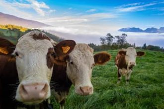 Boi gordo hoje: confira as cotações para esta quinta-feira (13)