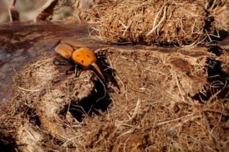 Besouros devoradores de palmeiras em países vizinhos acendem alerta no Ministério da Agricultura