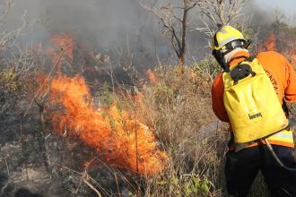 Amazônia consegue se regenerar mesmo após queimadas, mas se torna mais vulnerável, aponta estudo
