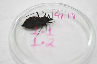 Bahia e Pará reforçam ações contra a doença de Chagas após aumento de casos
