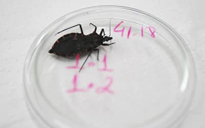 Bahia e Pará reforçam ações contra a doença de Chagas após aumento de casos