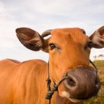 Boi gordo hoje: confira as cotações para esta quarta-feira (1º)