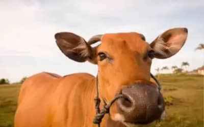 Boi gordo hoje: confira as cotações para esta quarta-feira (29)