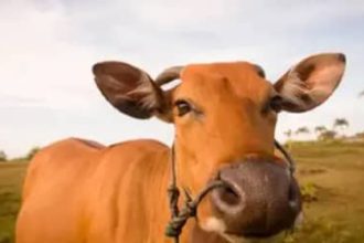 Boi gordo hoje: confira as cotações para esta terça-feira (28)