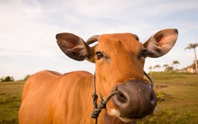 Boi gordo hoje: confira as cotações para esta terça-feira (31)