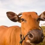 Boi gordo tem queda no preço, com arroba vendida a R$ 363,85