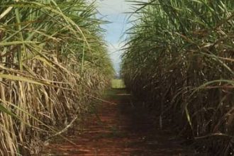 Cana-de-açúcar ocupa 8,9 milhões de hectares no Centro-Sul e reforça liderança de São Paulo