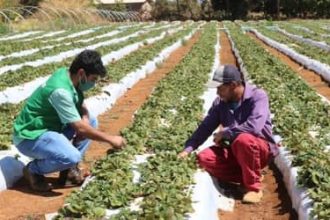 Cepea: El Niño vai comprometer produção de frutas e hortaliças