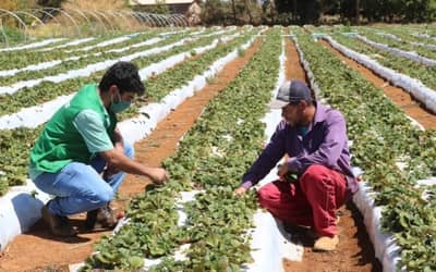 Cepea: El Niño vai comprometer produção de frutas e hortaliças