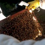 Conama atualiza regra para transferência de abelhas de área desmatada