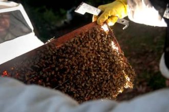 Conama atualiza regra para transferência de abelhas de área desmatada