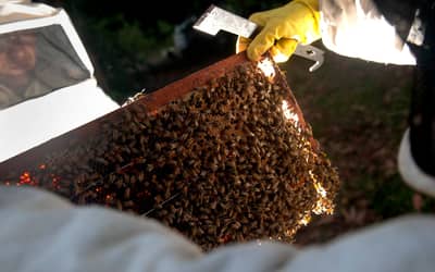 Conama atualiza regra para transferência de abelhas de área desmatada