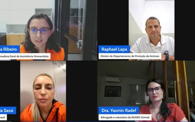 Defesa Civil Nacional aponta caminhos para fortalecer atendimento a animais em emergências